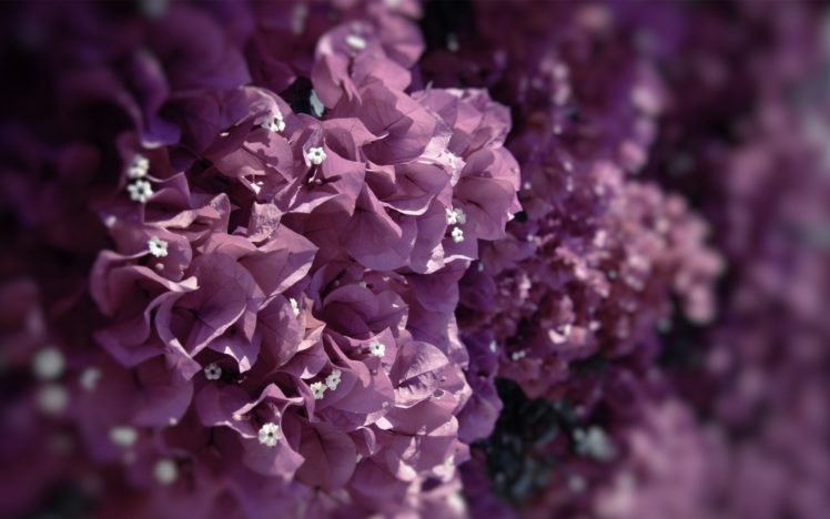 nature, Flowers, Petals, Leaves, Purple, Macro, Close, Up HD Wallpaper Desktop Background