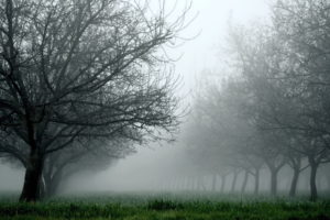 nature, Landscapes, Trees, Orchard, Fields, Grass, Fog, Mist, Haze, Fall, Autumn, Seasons