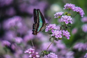 animals, Insects, Butterfly, Flowers, Nature, Wildlife, Purple, Macro, Wings