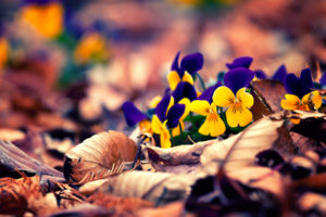 nature, Flowers, Leaves, Autumn, Fall, Seasons, Garden, Macro, Petals, Colors
