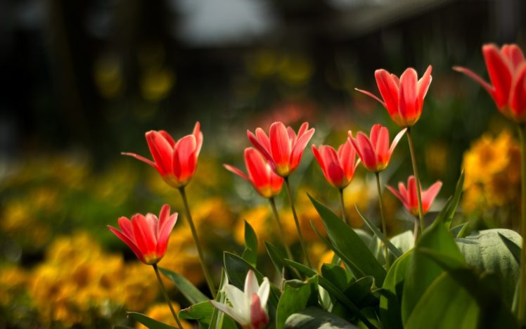 nature, Flowers, Garden, Petals, Plants, Color Wallpapers HD / Desktop and  Mobile Backgrounds