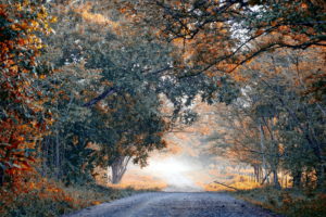 world, Roads, Lane, Street, Path, Nature, Landscapes, Trees, Forest, Fall, Autumn, Seasons, Leaves