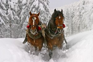 animals, Horses, Christmas, Winter, Snow, Seasons, Spray, Trees, Forest, Path, Trail, Tracks