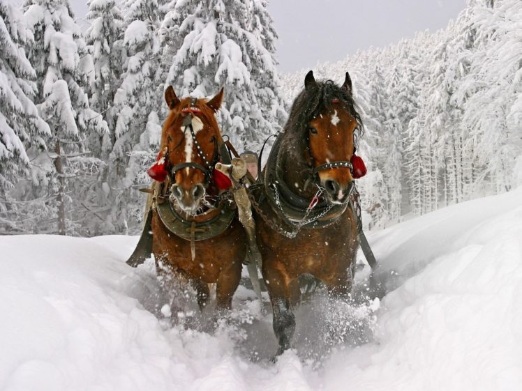 animals, Horses, Christmas, Winter, Snow, Seasons, Spray, Trees, Forest, Path, Trail, Tracks HD Wallpaper Desktop Background
