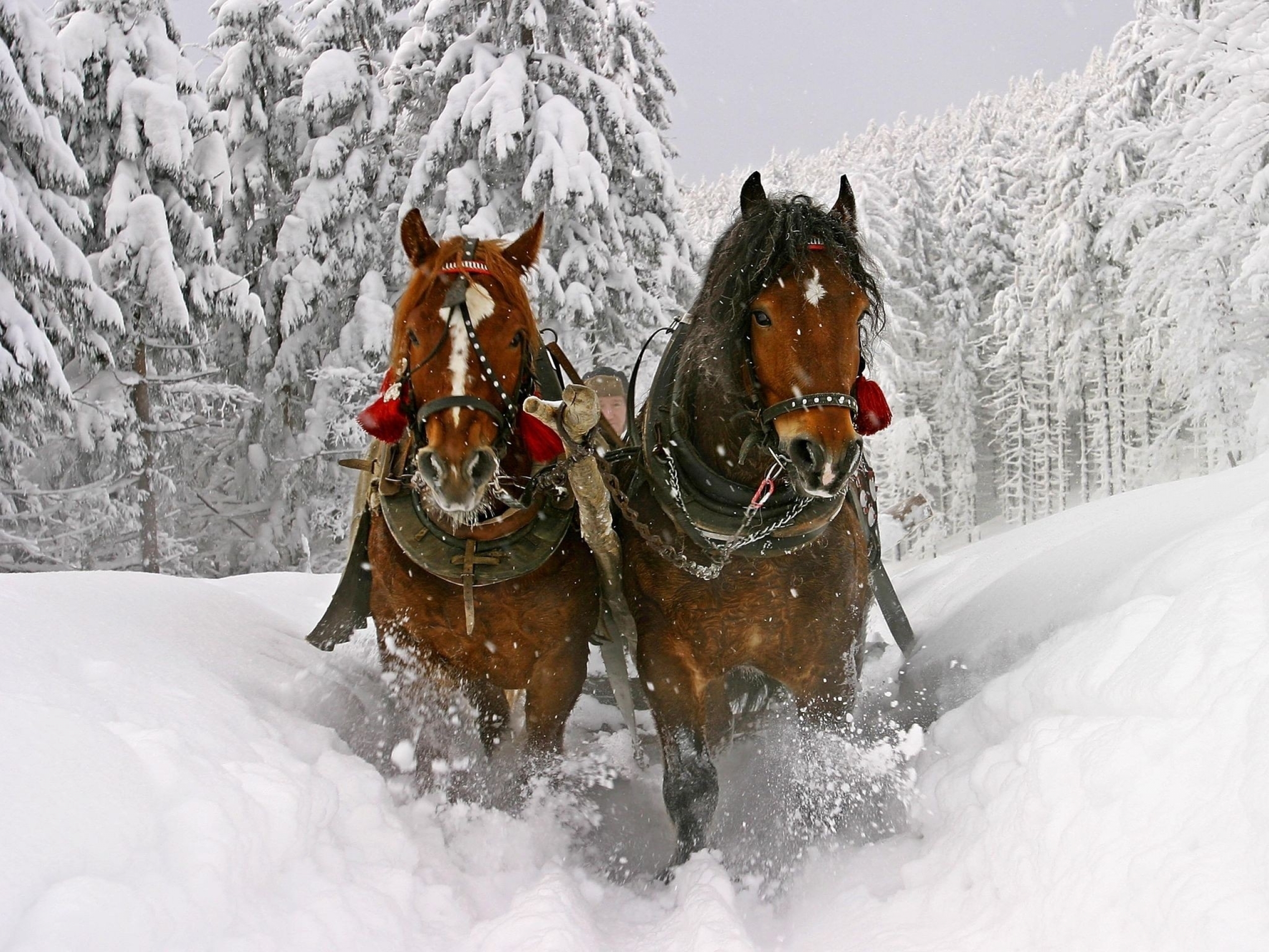 animals, Horses, Christmas, Winter, Snow, Seasons, Spray, Trees, Forest, Path, Trail, Tracks Wallpaper