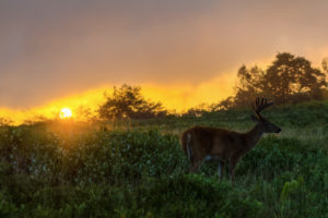 animals, Deer, Nature, Landscapes, Fields, Grass, Sky, Sunset, Sunrise, Sunlight