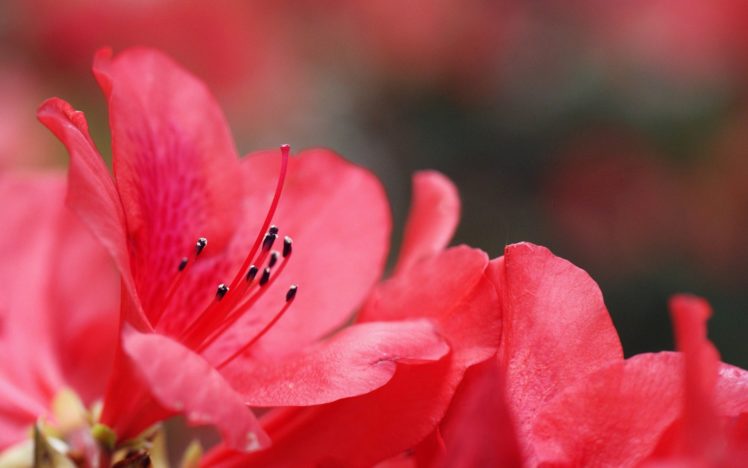 nature, Flowers, Petals, Macro, Close, Up, Pollen, Stem, Plants, Garden, Bouquet, Color, Pink HD Wallpaper Desktop Background