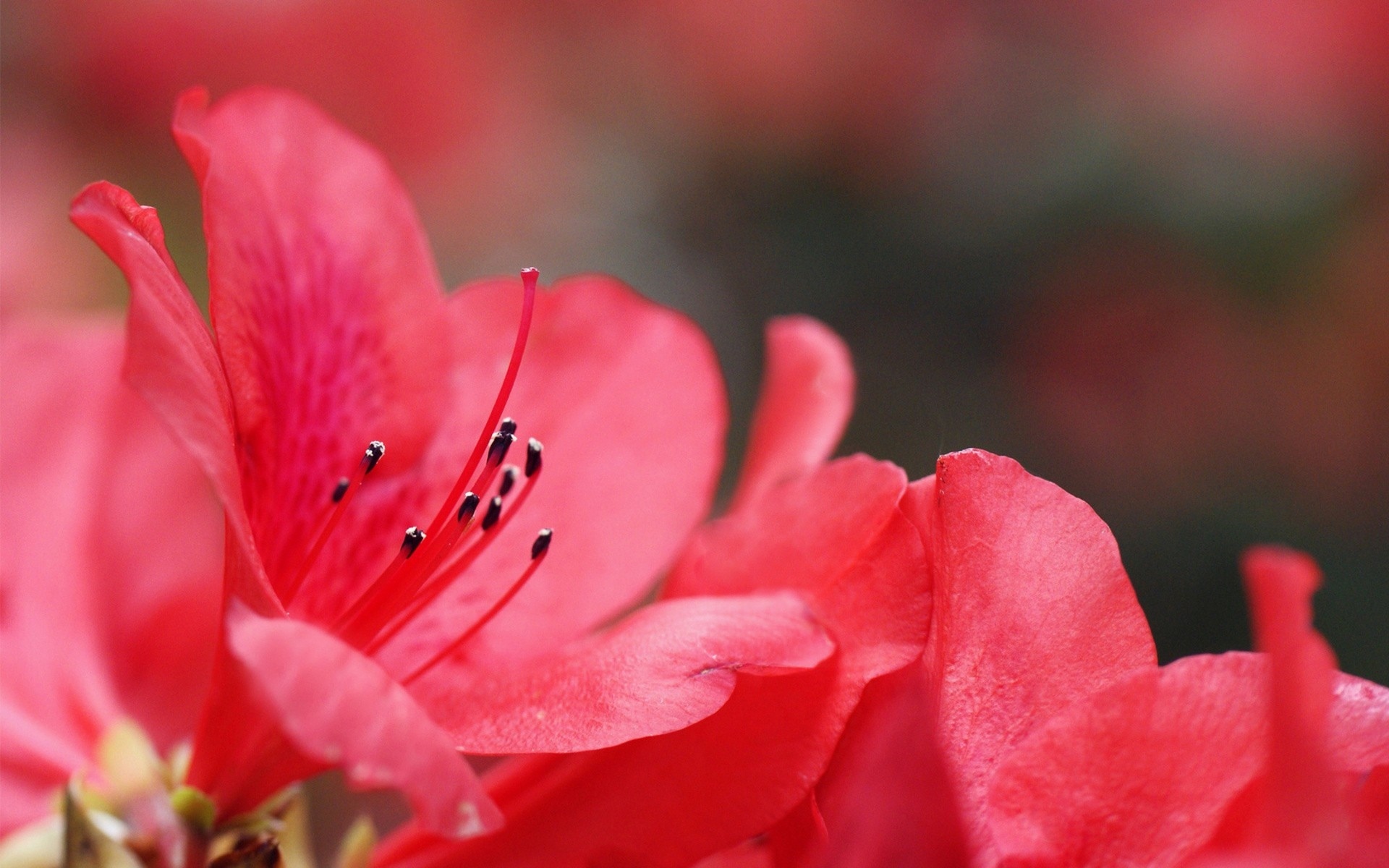 nature, Flowers, Petals, Macro, Close, Up, Pollen, Stem, Plants, Garden, Bouquet, Color, Pink Wallpaper