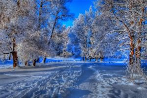 nature, Landscapes, Trees, Forest, Path, Trail, Foot, Prints, Hdr, Blue, Winter, Snow, Seasons, Cold, Frost
