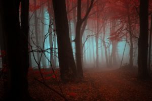 nature, Landscapes, Trees, Forests, Leaves, Autumn, Fall, Seasons, Fog, Mist, Color, Red