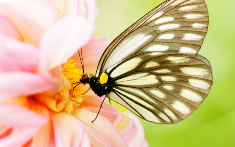 animals, Insects, Butterfly, Wings, Flowers, Plants, Color, Petals, Pollen, Close, Up HD Wallpaper Desktop Background