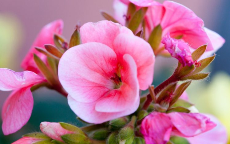 nature, Flowers, Petals, Close, Up, Pink, Plants, Color HD Wallpaper Desktop Background