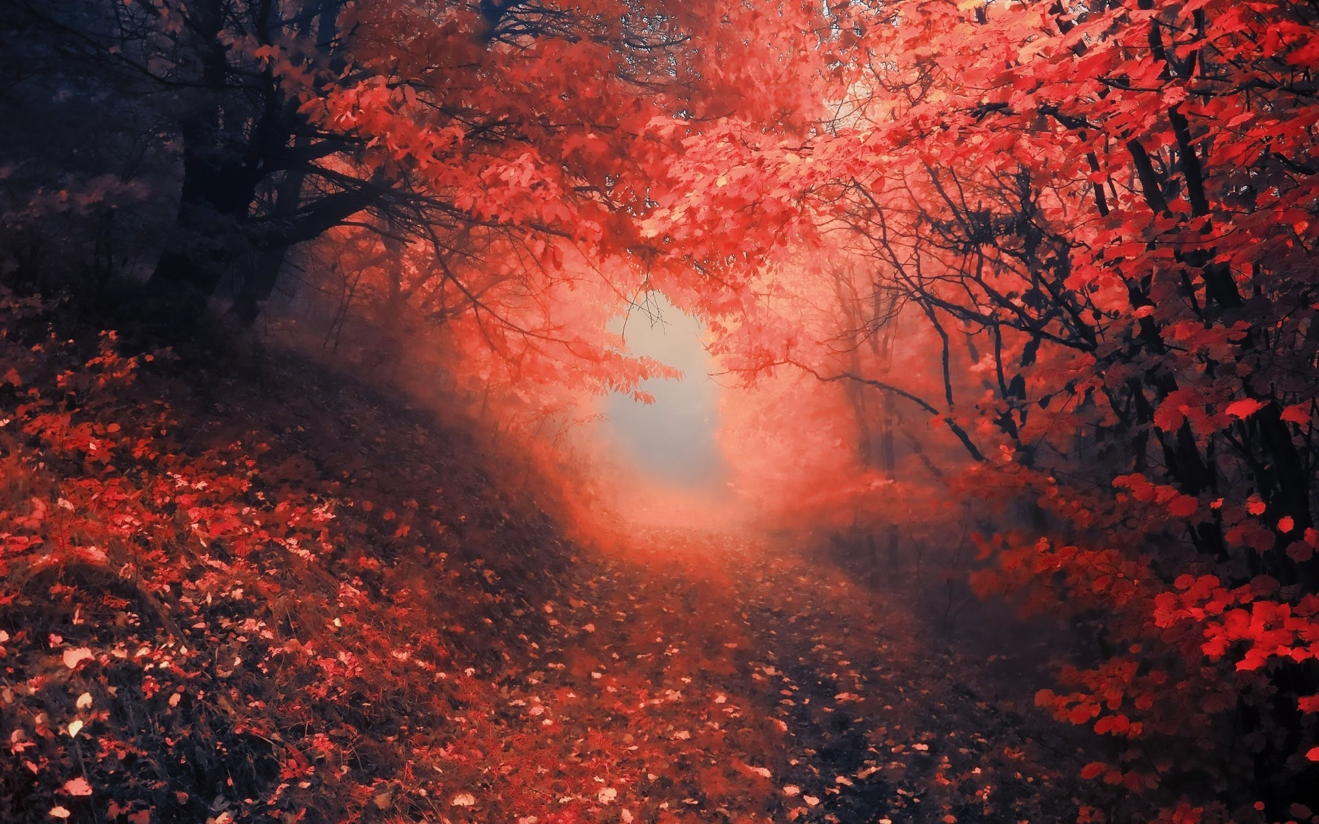 nature, Roads, Landscapes, Trees, Forest, Path, Trail, Leaves, Red, Autumn, Fall, Color Wallpaper