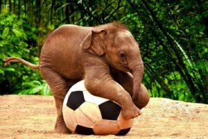 animals, Wildlife, Elephants, Baby, Elephant, Christmas, Globes, Football, Ball, Baby, Animals