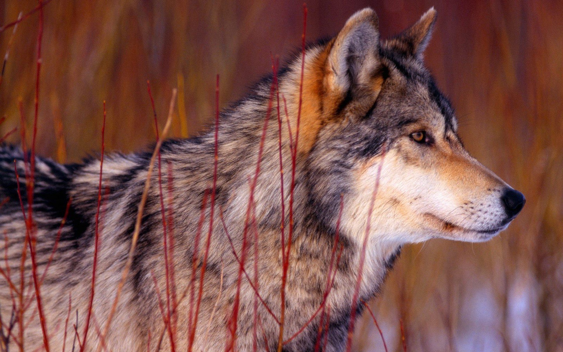 nature, Wall, Animals, Wolf, Guy, Wolves Wallpaper