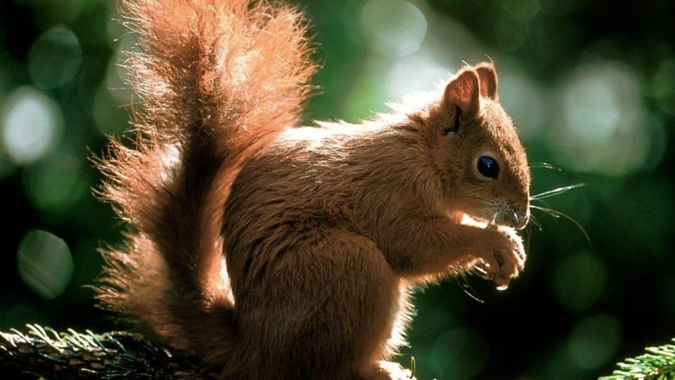 animals, Squirrels, Time HD Wallpaper Desktop Background