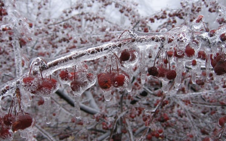 cherry, Fruit, Nature, Winter, Ice, Freezing, Cold, Orchard, Trees HD Wallpaper Desktop Background