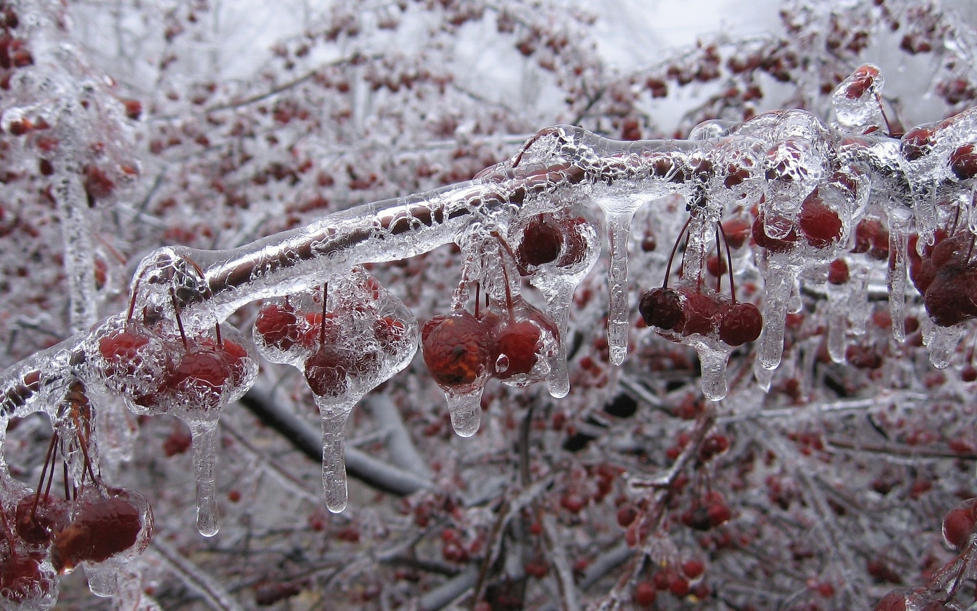 cherry, Fruit, Nature, Winter, Ice, Freezing, Cold, Orchard, Trees Wallpaper