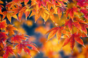 nature, Trees, Leaves, Autumn, Fall, Seasons, Macro, Color