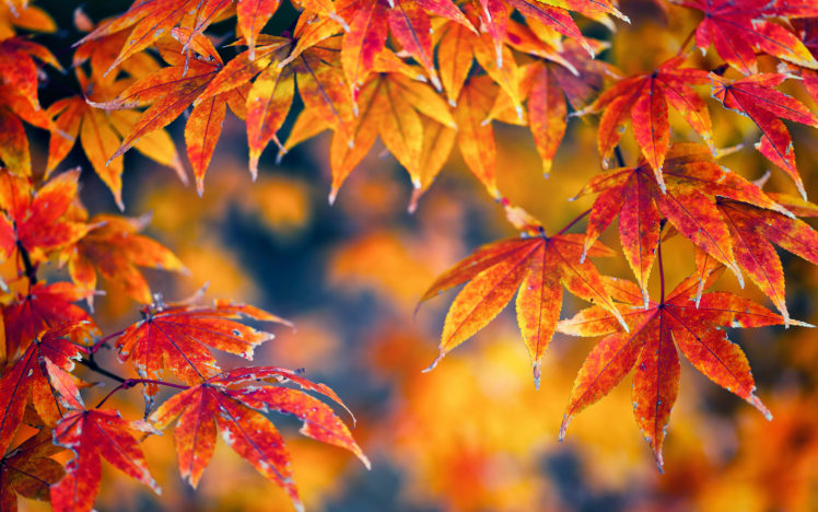 nature, Trees, Leaves, Autumn, Fall, Seasons, Macro, Color HD Wallpaper Desktop Background