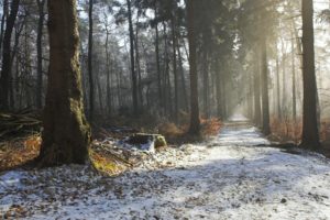 nature, Landscapes, Trees, Forest, Roads, Path, Trail, Sunlight, Sunbeam, Fog, Haze, Winter, Snow, Seasons