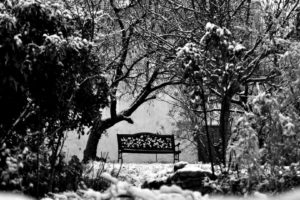 winter, Snow, Trees, Bench, Grayscale, Monochrome