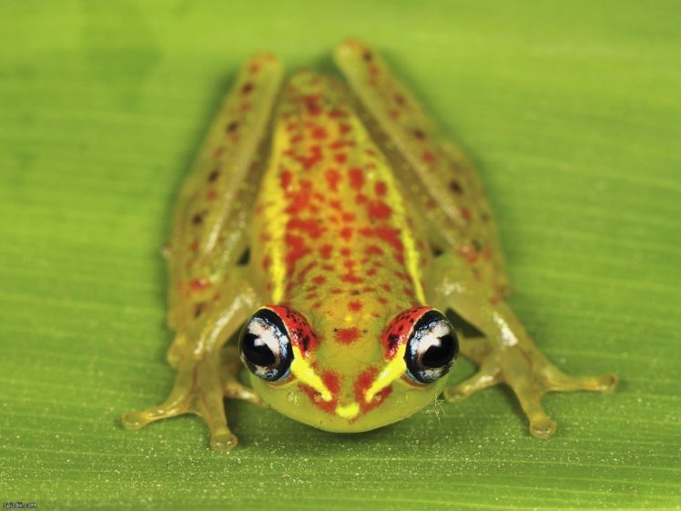 green, Frogs, Macro, Dart, Frogs, Amphibians HD Wallpaper Desktop Background