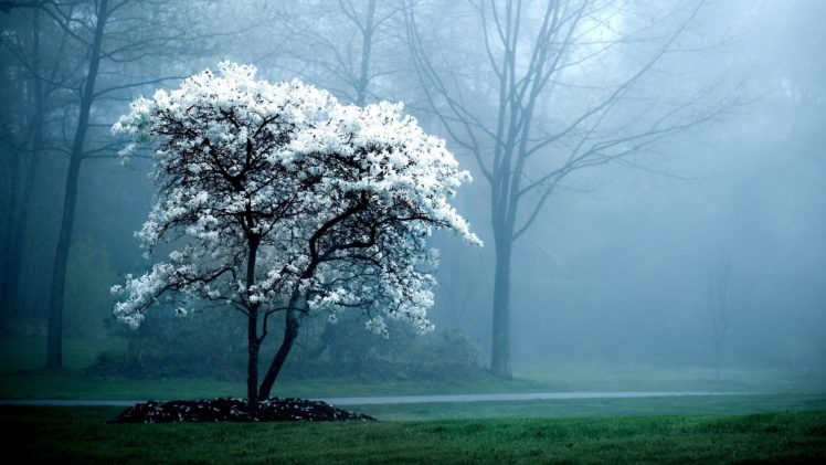 landscapes, Nature, Trees, Flowers, Mist HD Wallpaper Desktop Background