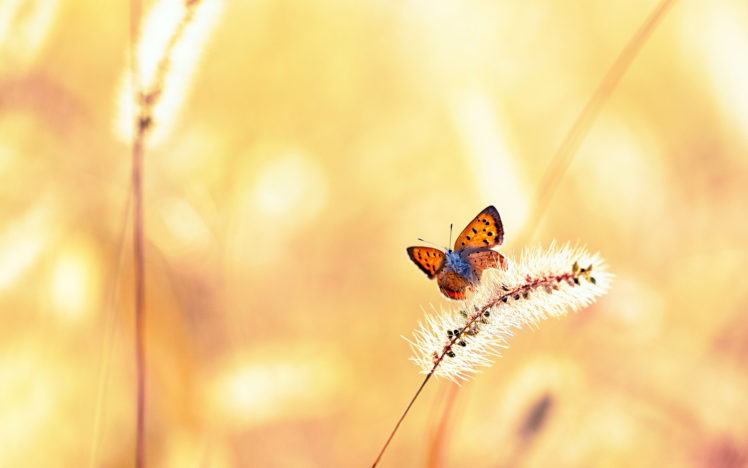 animals, Insects, Butterfly, Grass, Plants, Fields, Wings, Bokeh HD Wallpaper Desktop Background