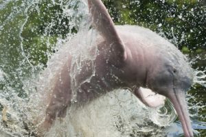 animals, Brazil, Dolphins, Splashes, Amazonas