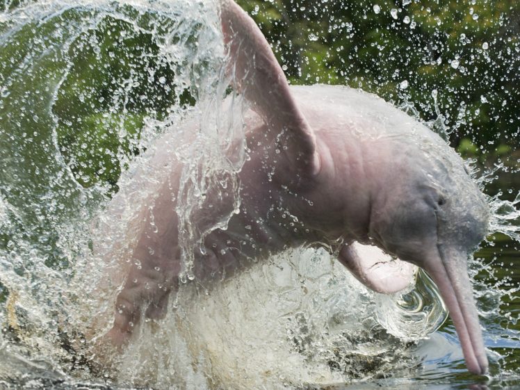animals, Brazil, Dolphins, Splashes, Amazonas HD Wallpaper Desktop Background