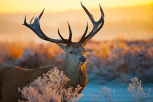 animals, Deer, Antlers, Nature, Landscapes, Fields, Plants, Roads, Sunset, Sunrise