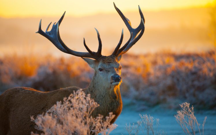 animals, Deer, Antlers, Nature, Landscapes, Fields, Plants, Roads, Sunset, Sunrise HD Wallpaper Desktop Background