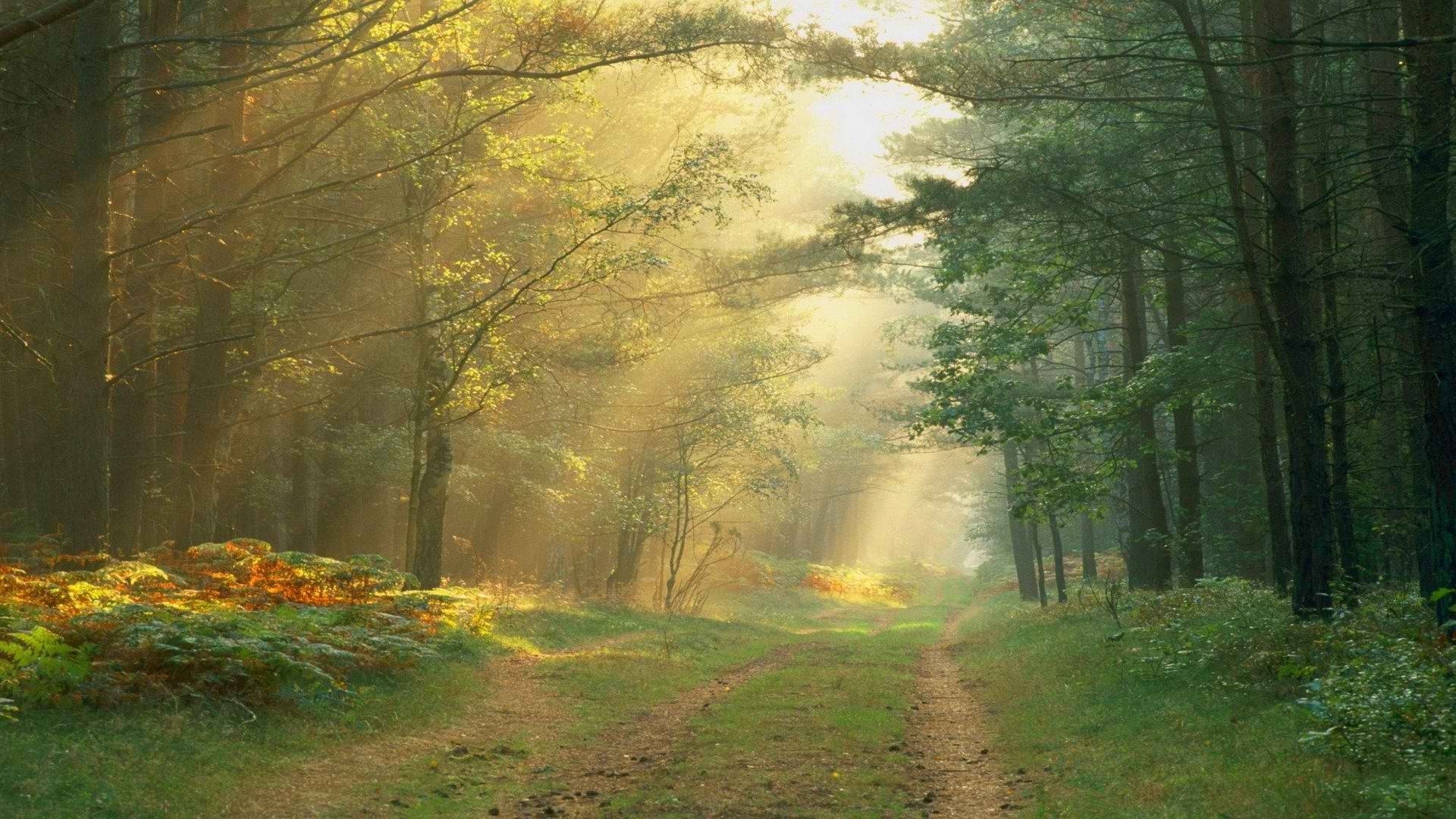 roads, Path, Trail, Tracks, Nature, Landscapes, Trees, Forest, Plants, Leaves, Sunlight, Sunbeam, Light, Rays Wallpaper