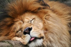 animals, Tongue, Sleeping, Lions