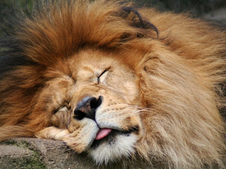 animals, Tongue, Sleeping, Lions HD Wallpaper Desktop Background