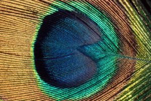 eye, Peacocks