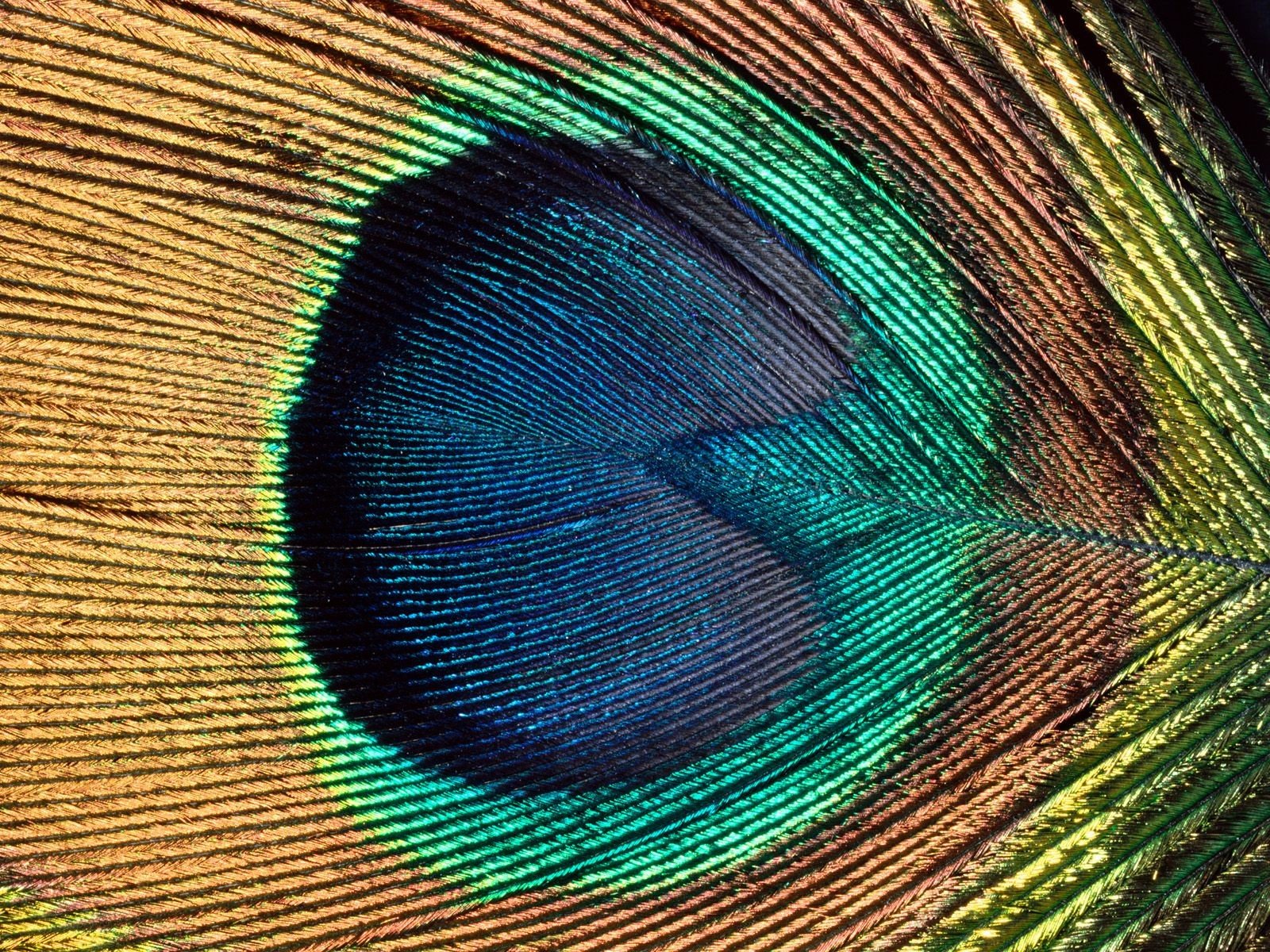 eye, Peacocks Wallpaper