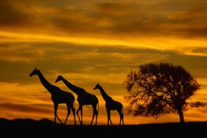 sunset, Giraffes