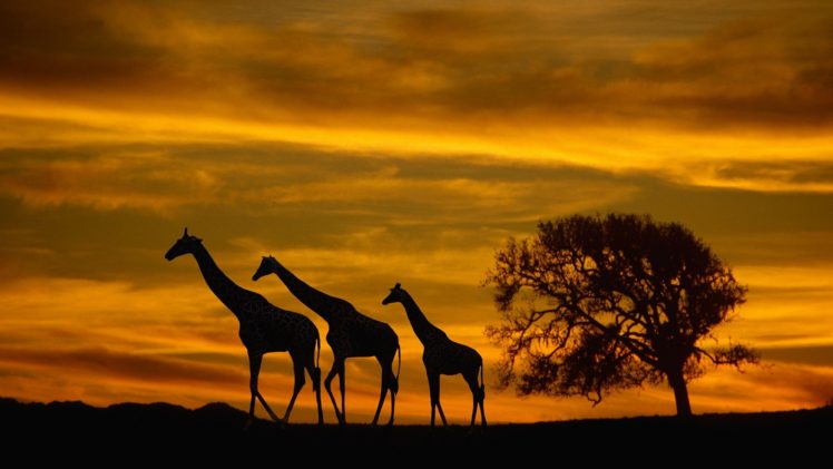 sunset, Giraffes HD Wallpaper Desktop Background