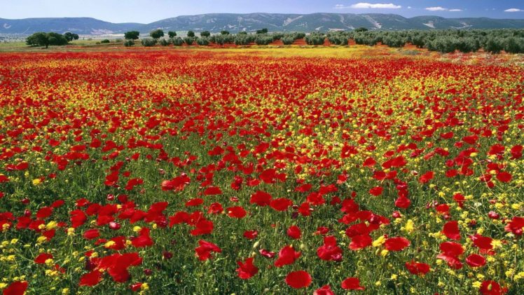 mountains, Flowers, Fields, Endless, Spain, Poppy HD Wallpaper Desktop Background