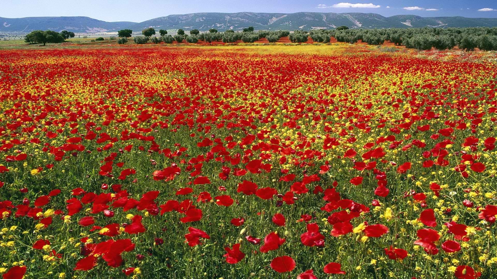 mountains, Flowers, Fields, Endless, Spain, Poppy Wallpaper