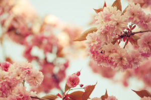 nature, Flowers, Blossoms, Pink, Trees, Orchard, Leaves, Sky