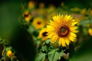 natures, Flowers, Sunflowers, Color, Yellow, Macro