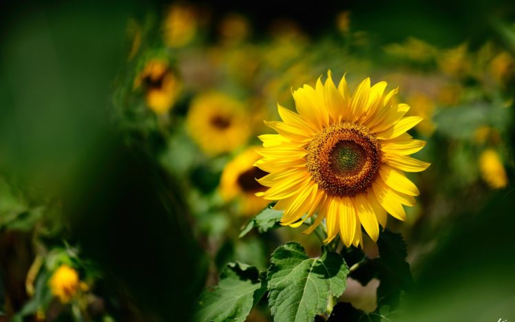 natures, Flowers, Sunflowers, Color, Yellow, Macro HD Wallpaper Desktop Background