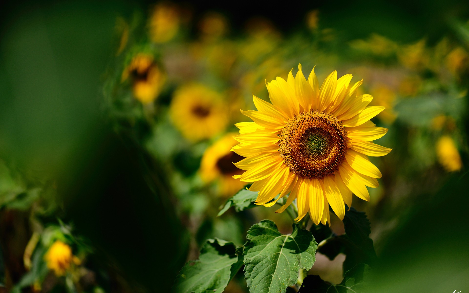natures, Flowers, Sunflowers, Color, Yellow, Macro Wallpaper