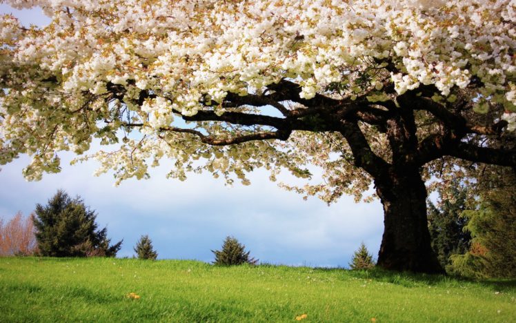 nature, Landscapes, Trees, Flowers, Blossoms, Spring, Grass HD Wallpaper Desktop Background
