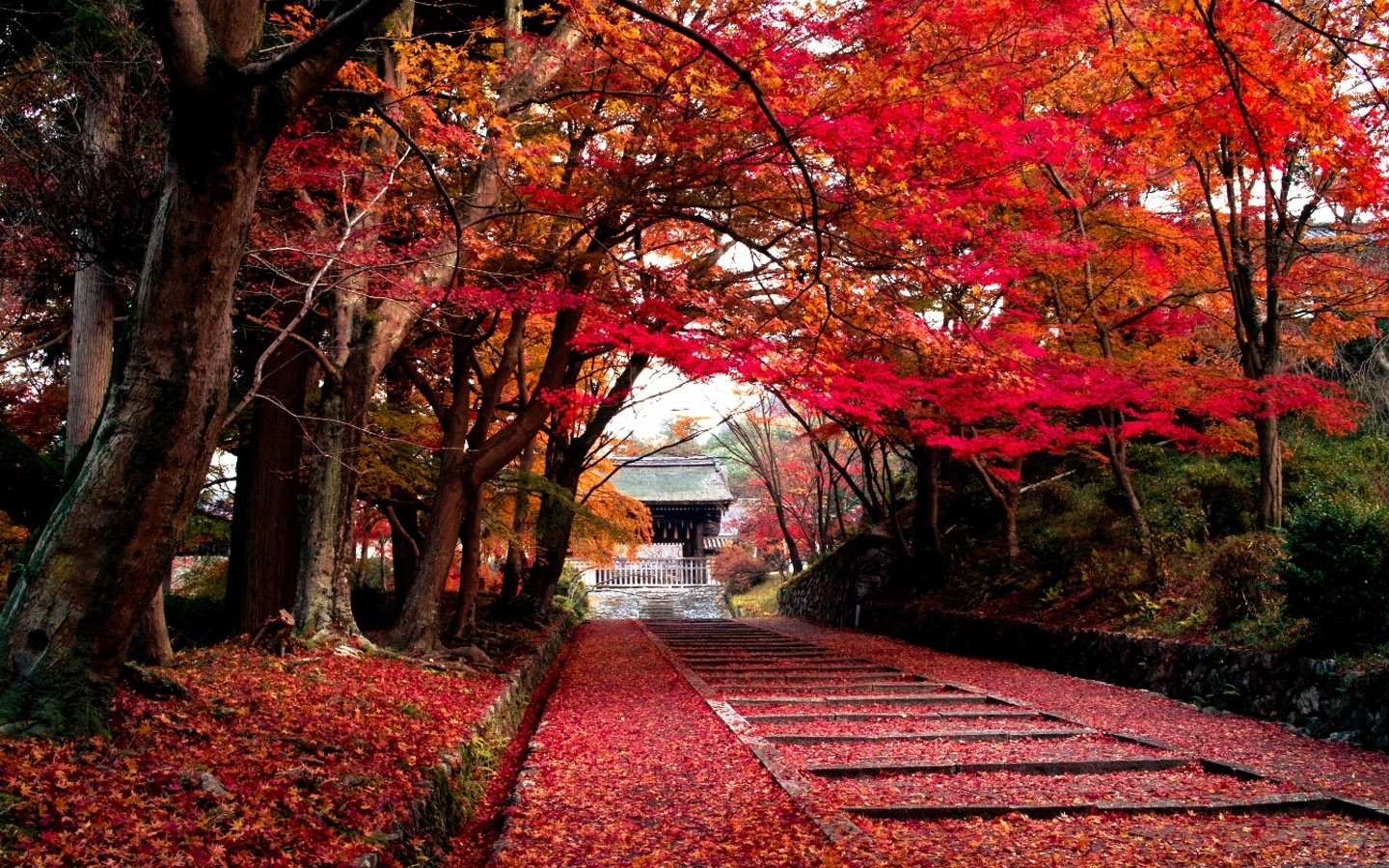 nature, Landscapes, Trees, Leaves, Color, Autumn, Fall, Park, Path, Trail, Sidewalk Wallpaper
