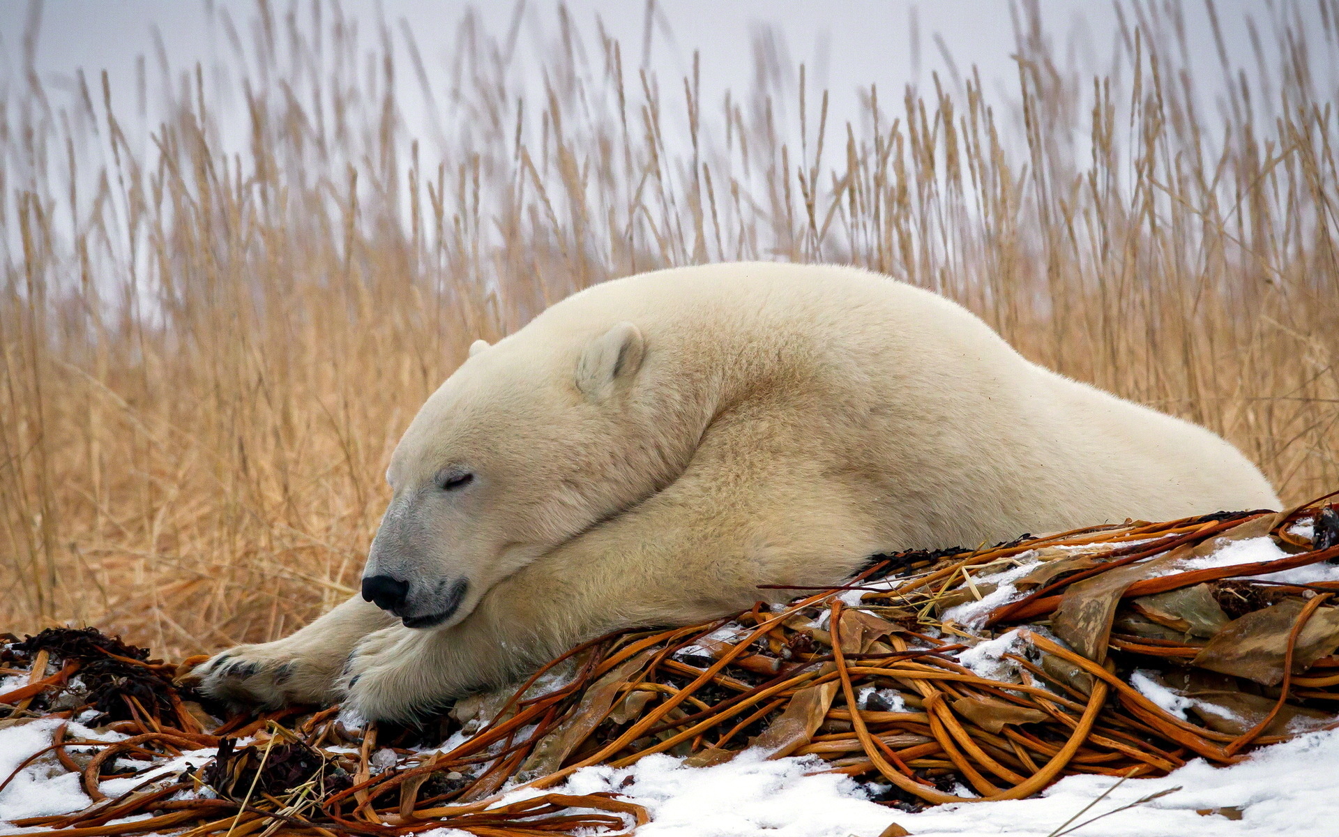 polar bear predators