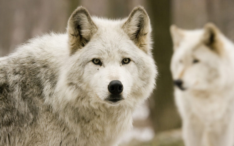 animals, Wolf, Wolves, Face, Eyes, Pov, Predator, Wildlife, Nature HD Wallpaper Desktop Background